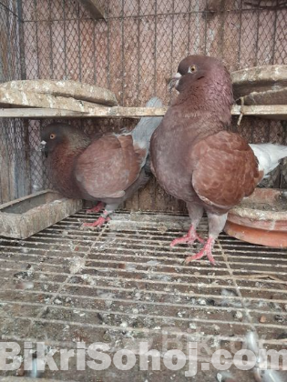 pigeon